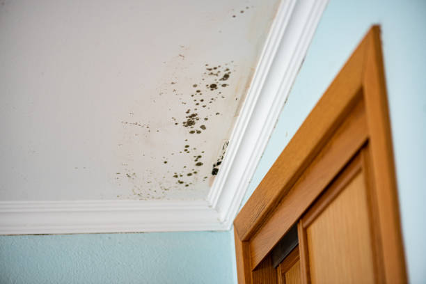 Best Mold Testing and Inspection Services in Rosemont, IL