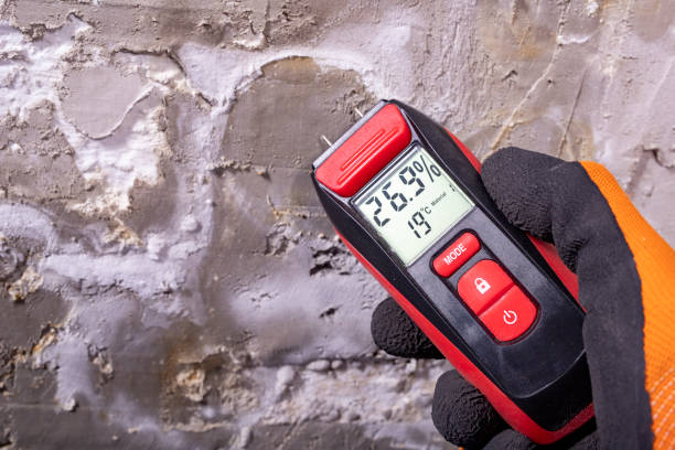 Best Post-Flood Mold Remediation in Rosemont, IL