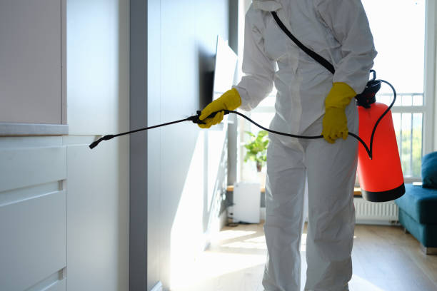 Best Residential Mold Remediation in Rosemont, IL