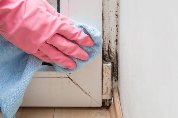 Best Residential Mold Remediation in Rosemont, IL