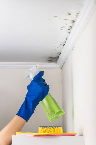 Best Bathroom Mold Remediation in Rosemont, IL