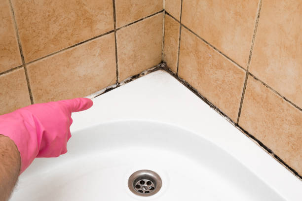 Best Crawl Space Mold Remediation in Rosemont, IL